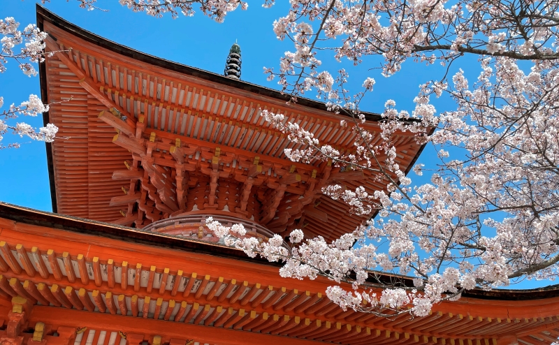 《春の宮島》多宝塔の桜